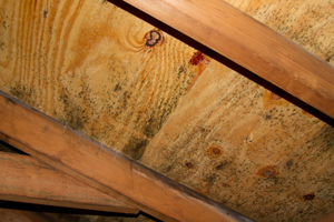Mold growing on roof sheathing in Brawley attic